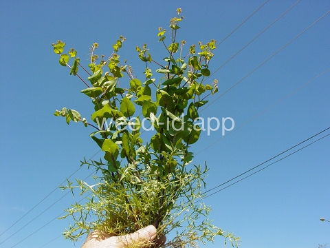 pepperweed, clasping